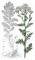 Edle Schafgarbe - Achillea nobilis L.