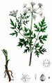 Fool's Parsley - Aethusa cynapium L.