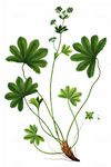 Täuschender Frauenmantel - Alchemilla fallax Buser 