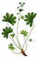 Zerschlitzter Frauenmantel - Alchemilla fissa Günther & Schummel