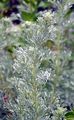Österreichischer Beifuß - Artemisia austriaca Jacq.