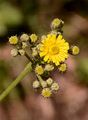 Abgebissener Pippau - Crepis praemorsa (L.) Walther