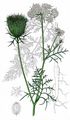 Wild Carrot - Daucus carota L. 