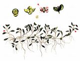 Eight-Stamened Waterwort - Elatine hydropiper L.