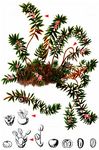 Gewöhnliche Krähenbeere - Empetrum nigrum L. 