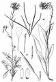 Watercress-Leaved Rocket - Erucastrum nasturtiifolium (Poir.) O. E. Schulz