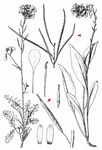 Stumpfkantige Hundsrauke - Erucastrum nasturtiifolium (Poir.) O. E. Schulz 