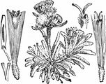 Zwerg-Ruhrkraut - Gnaphalium supinum L.
