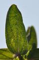 Blätter mit Öldrüsen von Hypericum maculatum Crantz - Geflecktes Johanniskraut (Hypericaceae)