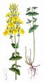 Slender St John's-Wort - Hypericum pulchrum L.