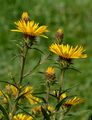 Narrow-Leaved Inula - Inula ensifolia L.