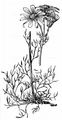 Eberrauten-Greiskraut - Jacobaea abrotanifolia (L.) Moench