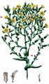Garden Lettuce - Lactuca sativa L.