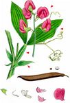Breitblättrige Platterbse - Lathyrus latifolius L. 