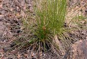 Borstgras - Nardus stricta L.