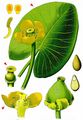 Yellow Water-Lily - Nuphar lutea (L.) Sm.