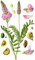 Mountain Sainfoin - Onobrychis montana DC.