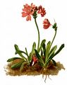 Klebrige Primel - Primula glutinosa Wulfen