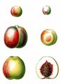 Peach - Prunus persica (L.) Batsch