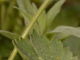 Woolly Buttercup - Ranunculus lanuginosus L.