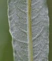 Korb-Weide - Salix viminalis L.