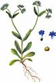 Gefurchter Feldsalat - Valerianella rimosa Bastard