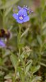 Alpen-Ehrenpreis - Veronica alpina L.