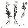 Feinblättrige Wiesen-Schafgarbe - Achillea setacea Waldst. & Kit.