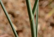 Round-Headed Leek - Allium sphaerocephalon L.