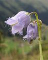 Bärtige Glockenblume - Campanula barbata L.