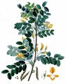 Siberian Pea-Tree - Caragana arborescens Lam.