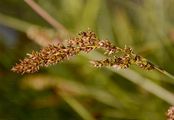 Rispen-Segge - Carex paniculata L.