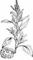 Weißer Gänsefuß - Chenopodium album L.