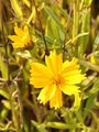 Lanceleaf Tickseed - Coreopsis lanceolata L.