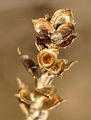Bugseed - Corispermum intermedium Schweigg.