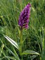 Western Marsh-Orchid - Dactylorhiza majalis (Rchb.) P. F. Hunt & Summerh.