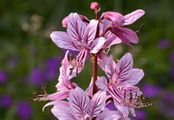Gasplant - Dictamnus albus L.