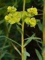 Steppen-Wolfsmilch - Euphorbia seguieriana Neck.