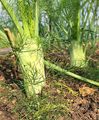 Gewöhnlicher Fenchel - Foeniculum vulgare Mill.