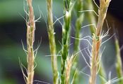 French Oat-Grass - Gaudinia fragilis (L.) P. Beauv.
