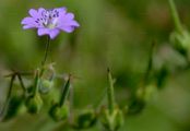 Hedgerow Crane's-Bill - Geranium pyrenaicum Burm. f.