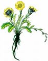 Creeping Avens - Geum reptans L.