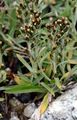 Wald-Ruhrkraut - Gnaphalium sylvaticum L.