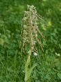 Bocks-Riemenzunge - Himantoglossum hircinum (L.) Spreng.