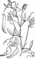 Wiesen-Platterbse - Lathyrus pratensis L.