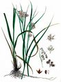 White Wood-Rush - Luzula luzuloides (Lam.) Dandy & Wilmott