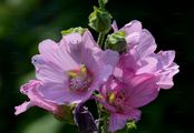 Greater Musk-Mallow - Malva alcea L.