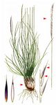 Borstgras - Nardus stricta L. 