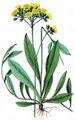 Wiesen-Habichtskraut - Pilosella caespitosa (Dumort.) P. D. Sell & C. West