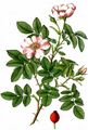Harsh Downy-Rose - Rosa tomentosa Sm.